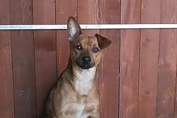 RYSIO do adopcji