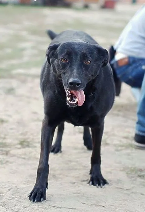 Adoptuj Lexi , łódzkie Skierniewice