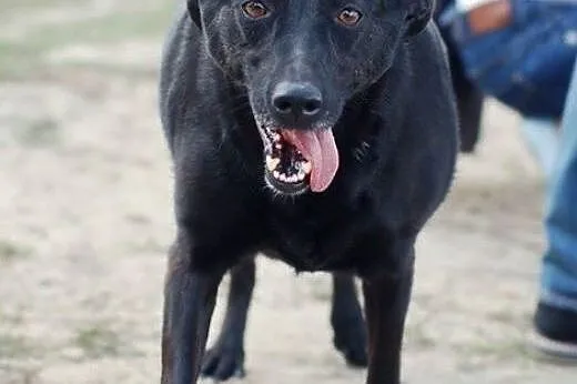 Adoptuj Lexi ,  łódzkie Skierniewice