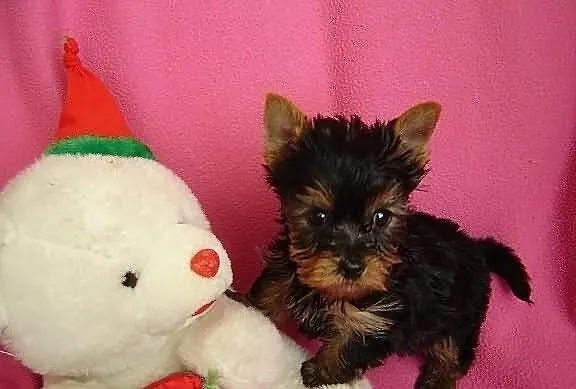 Ślliczne szczeniaczki York Terrier!