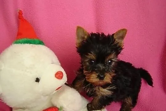 Ślliczne szczeniaczki York Terrier!