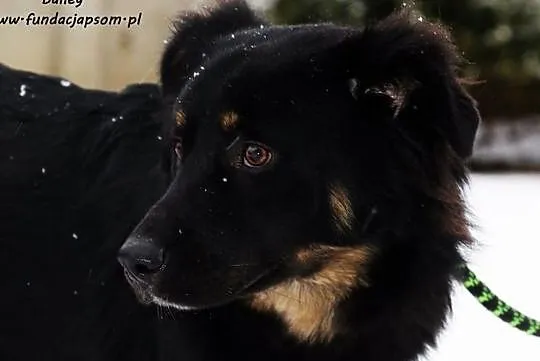 Bailey - pełen pozytywnej energii, Mazowieckie, Nowy Dwór Mazowiecki