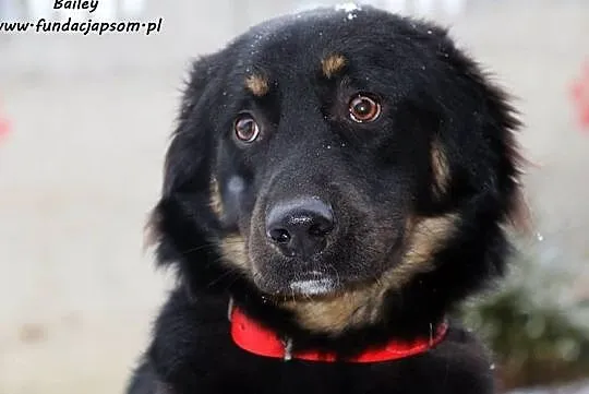 Bailey - pełen pozytywnej energii, Mazowieckie, Nowy Dwór Mazowiecki