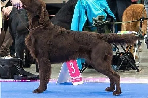 Beautiful brown puppies Flat Coated Retriever,  Po