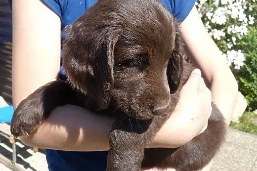 Beautiful brown puppies Flat Coated Retriever,  Po