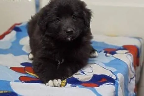 ZAZU, ZUZA- 8 tyg suczki  do adopcji,  śląskie Kat