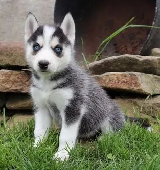 Wunderschöne Siberian Husky Welpen... Kontaktieren Sie mich per, , Darmoszewo