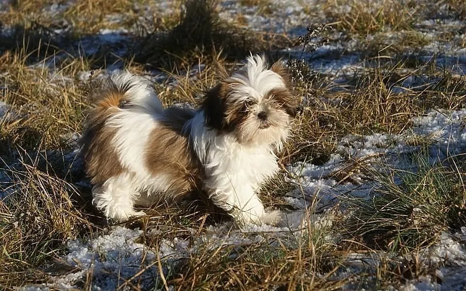 Shih Tzu -suczka z rodowodem ZKwP(FCI) do kochania