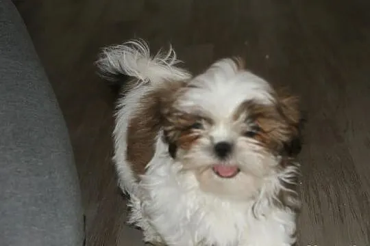 Shih Tzu -suczka z rodowodem ZKwP(FCI) do kochania