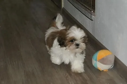 Shih Tzu -suczka z rodowodem ZKwP(FCI) do kochania