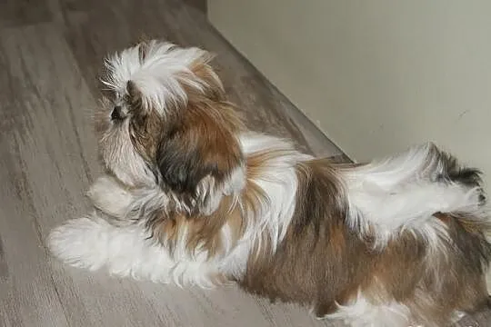Shih Tzu -suczka z rodowodem ZKwP(FCI) do kochania