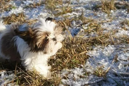 Shih Tzu -suczka z rodowodem ZKwP(FCI) do kochania