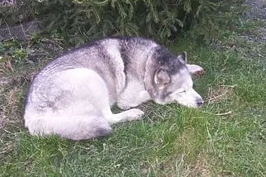 ASZA szuka odpowiedzialnego Opiekuna,  dolnośląski