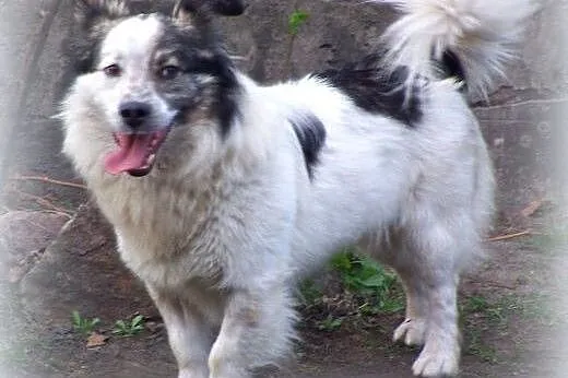 IGNAŚ około roczny piesek adopcja!!,  świętokrzyskie Kielce