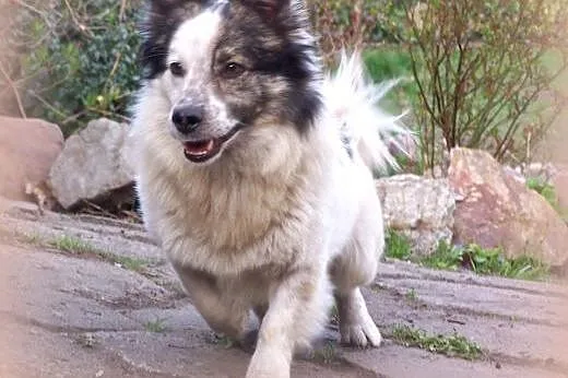 IGNAŚ około roczny piesek adopcja!!,  świętokrzysk