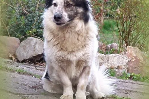 IGNAŚ około roczny piesek adopcja!!,  świętokrzysk