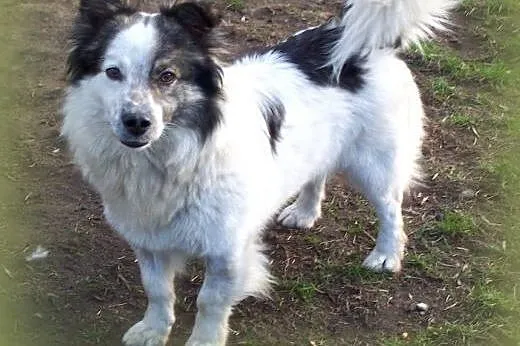 IGNAŚ około roczny piesek adopcja!!,  świętokrzysk