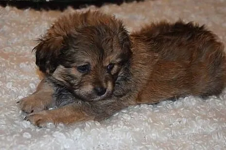 2 mies. mała puchata kuleczka KHALEESIE sunia szuka domku,  mazowieckie Warszawa