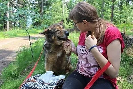 Florek - starszak do adopcji ,  dolnośląskie Wrocław