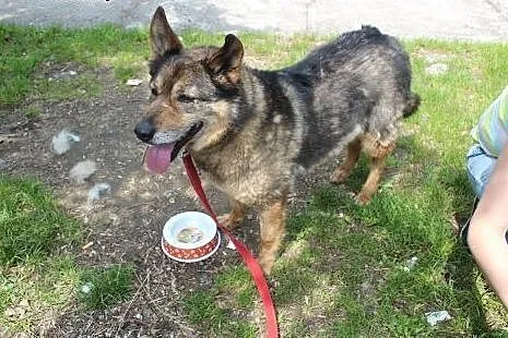 Florek - starszak do adopcji ,  dolnośląskie Wrocł