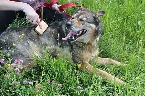 Florek - starszak do adopcji ,  dolnośląskie Wrocł