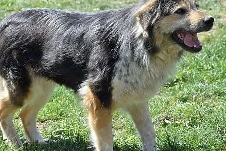 Puczi, piękna, wrażliwa, skrzywdzona sunia prosi o