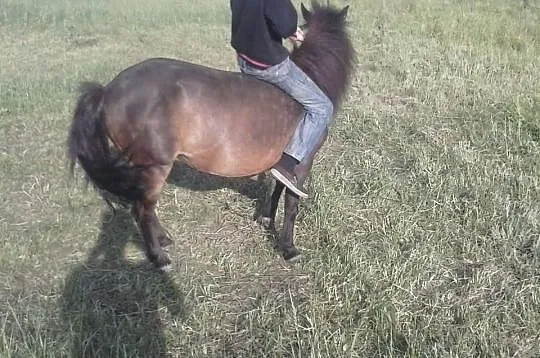Piekne kuce