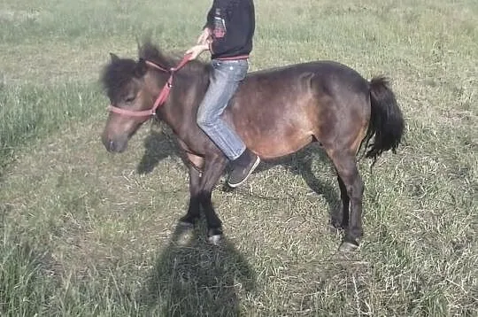 Piekne kuce