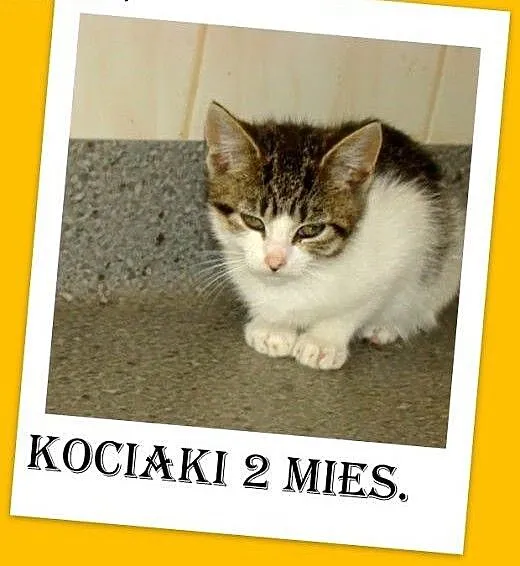 2mies.kociaki,kocurki,kociczki z ks. zdrowia.ADOPC
