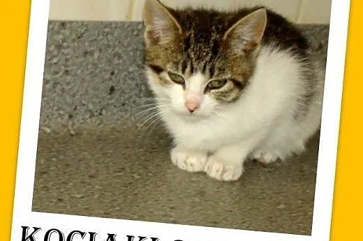 2mies.kociaki,kocurki,kociczki z ks. zdrowia.ADOPCJA, śląskie Katowice
