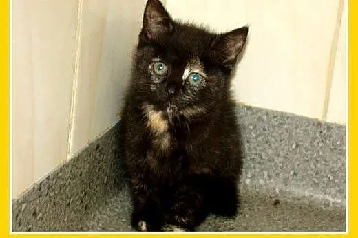 2mies.kociaki,kocurki,kociczki z ks. zdrowia.ADOPC
