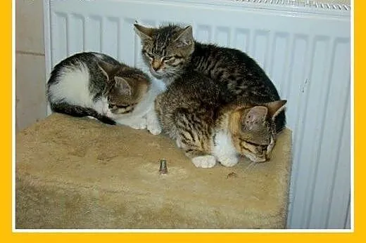 2mies.kociaki,kocurki,kociczki z ks. zdrowia.ADOPC