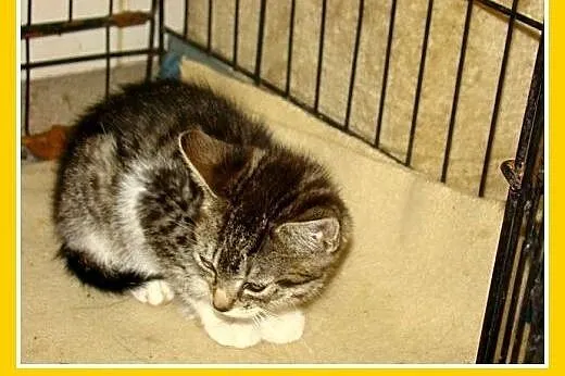 2mies.kociaki,kocurki,kociczki z ks. zdrowia.ADOPC