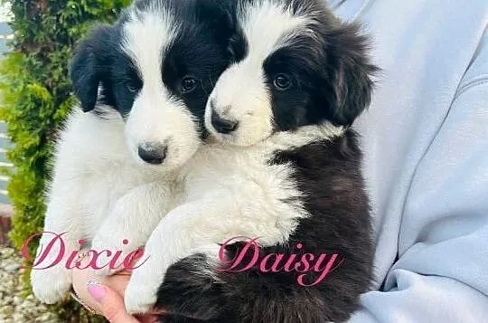 Pieski Border Collie, Wielkopolskie, Ratyń