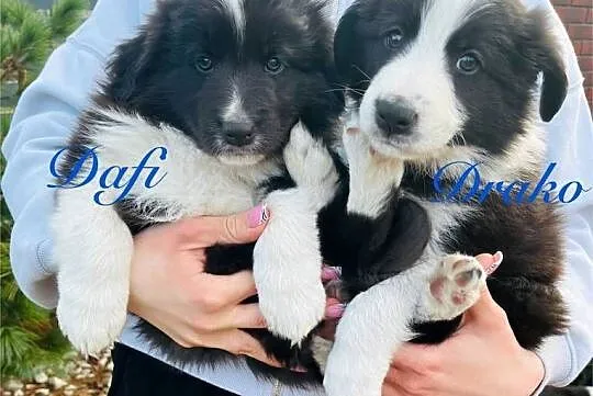 Pieski Border Collie, Wielkopolskie, Ratyń