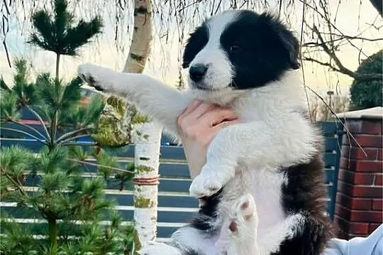 Pieski Border Collie, Wielkopolskie, Ratyń