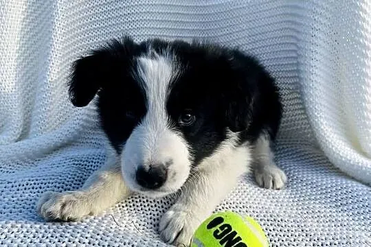 Pieski Border Collie, Wielkopolskie, Ratyń