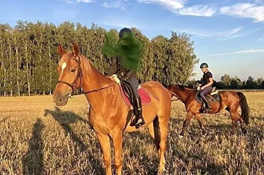 Miły wałach