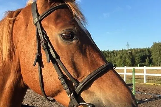 Miły wałach, , 