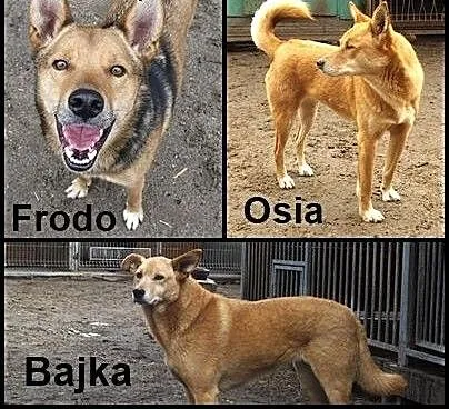 Żywiołowe psie rodzeństwo szuka opiekunów!, dolno