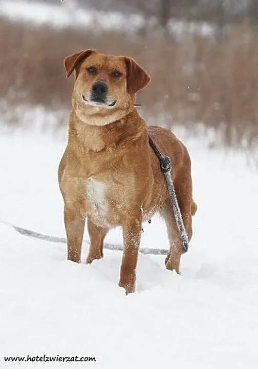 Urocza sunia w typie labradora szuka domu, łódzki