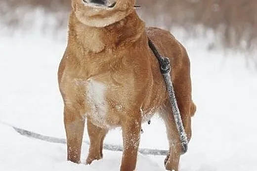 Urocza sunia w typie labradora szuka domu,  łódzki