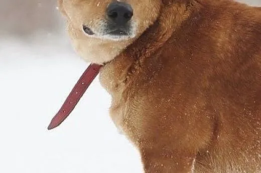Urocza sunia w typie labradora szuka domu,  łódzki
