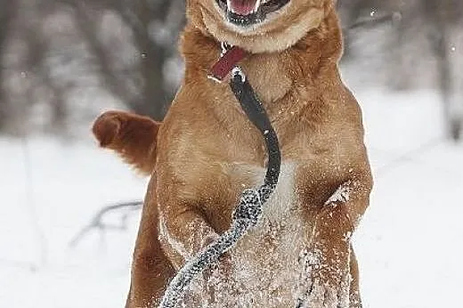 Urocza sunia w typie labradora szuka domu,  łódzki