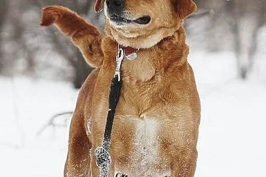 Urocza sunia w typie labradora szuka domu,  łódzki