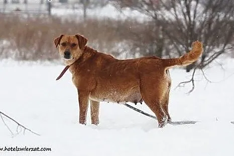 Urocza sunia w typie labradora szuka domu,  łódzki