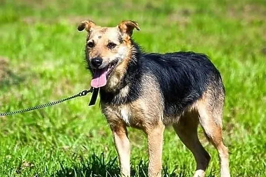 Szorstkowłosa, terierkowata - mała Lulu :)