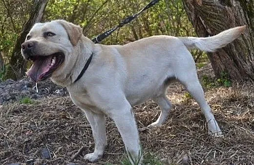Uzi - duży i silny psiak w typie labradora szuka d