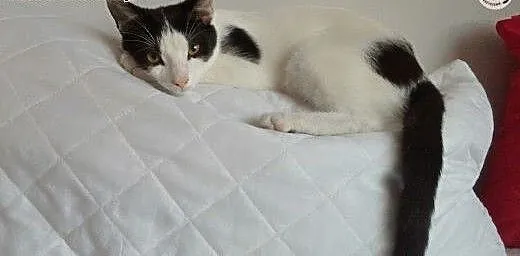 Kocurek Jacuś do adopcji, śląskie Sosnowiec