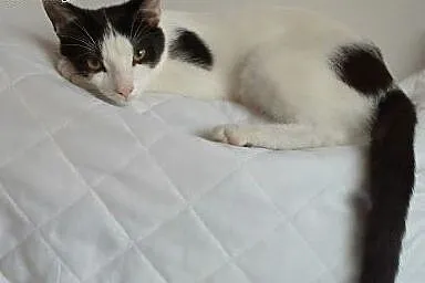 Kocurek Jacuś do adopcji,  śląskie Sosnowiec